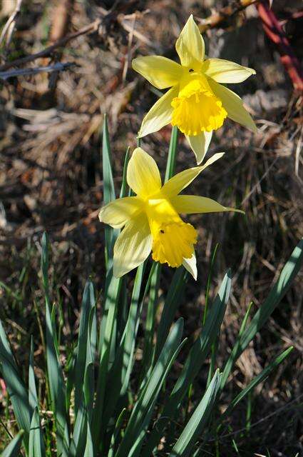 Image of daffodil