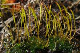 Image of tortula moss