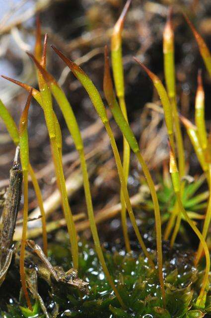 Image of tortula moss