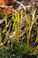 Image of tortula moss