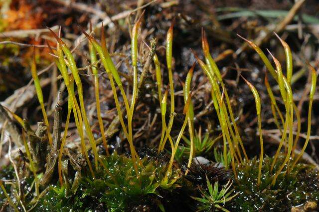 Image of tortula moss