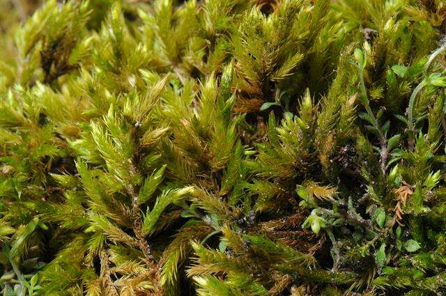 Image of homalothecium moss
