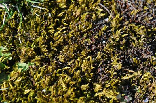 Image of homalothecium moss