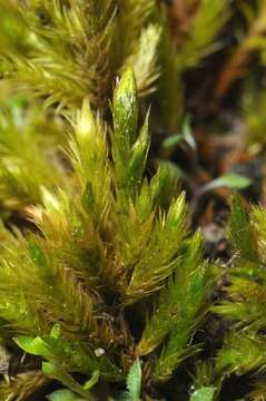 Image of homalothecium moss