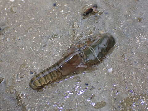 Image of Dirty sand goby shrimp