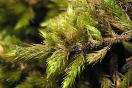 Image of homalothecium moss