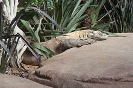 Image of Lace Monitor