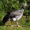 Image of Southern Screamer