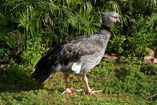 Image of Collared Screamers