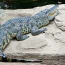 Image of Siamese Crocodile