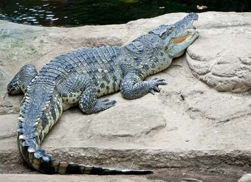 Image of Crocodylus