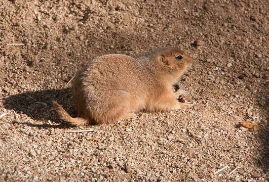 Image of prairie dogs