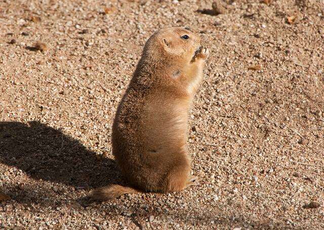 Image of prairie dogs