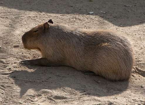 Image of Capybaras