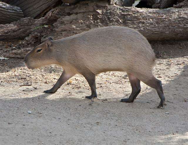 Image of capybara