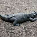 Image of African Dwarf Crocodile