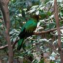 Image of Golden-headed Quetzal