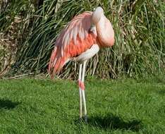 Imagem de Phoenicopterus Linnaeus 1758