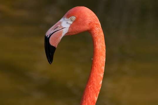 Imagem de Phoenicopteriformes