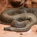 Image of African rock python