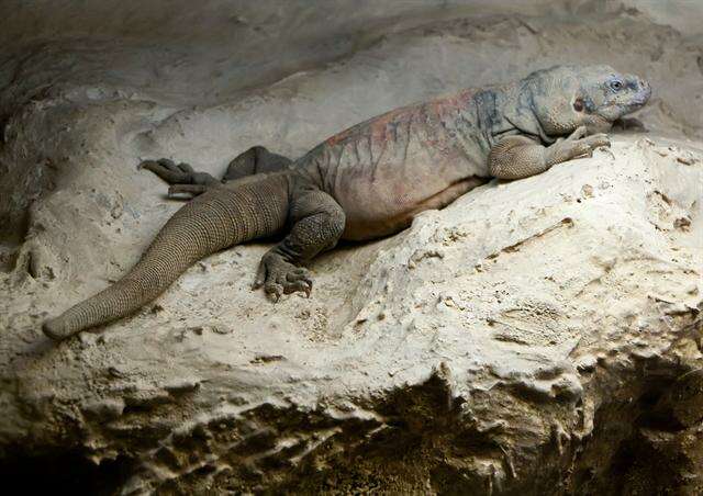 Image of Iguania