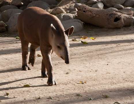 Image of tapir