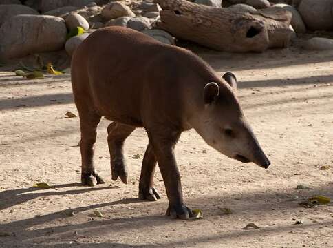 Image de tapir