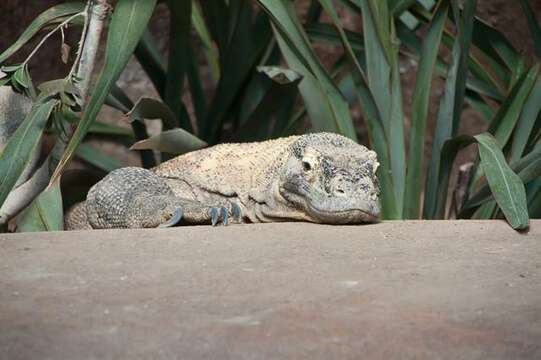 Image of Lace Monitor