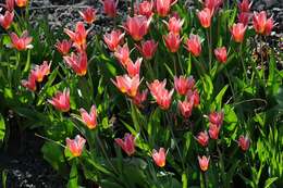 Image of water-lily tulip