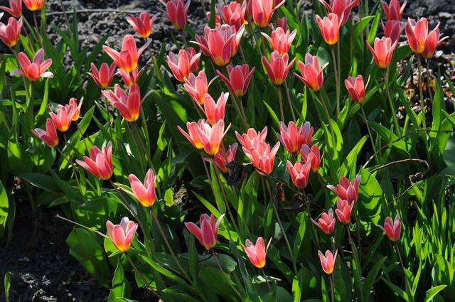 Image of water-lily tulip