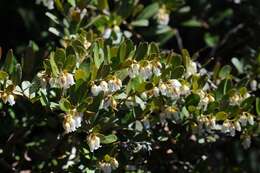 Image of leatherleaf