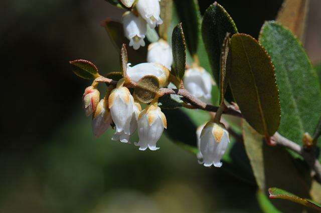 Image of leatherleaf