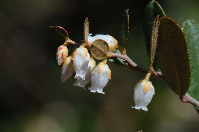 Image of leatherleaf