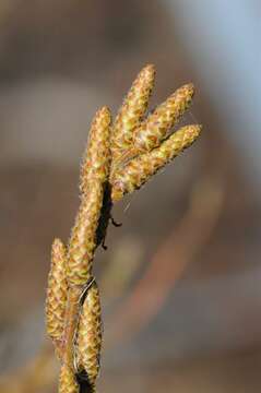 Image of sweet fern