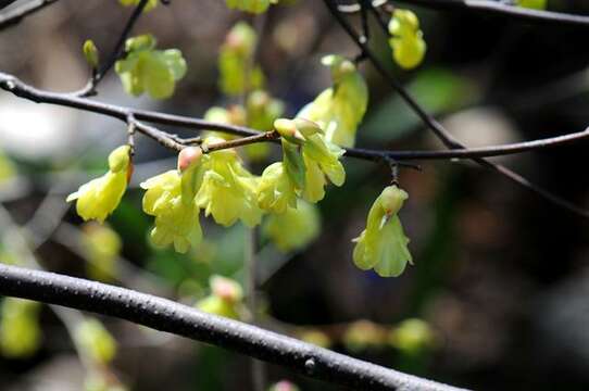 Image of winter hazel