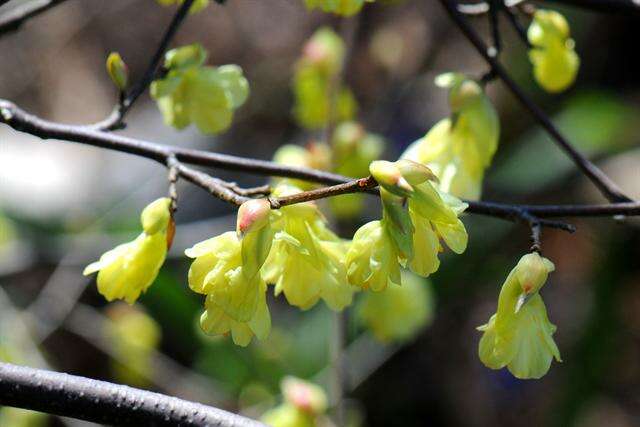 Image of winter hazel