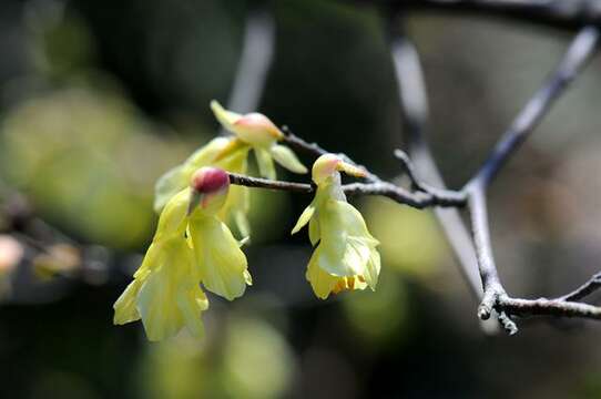 Image of winter hazel