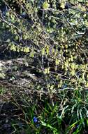 Image of winter hazel