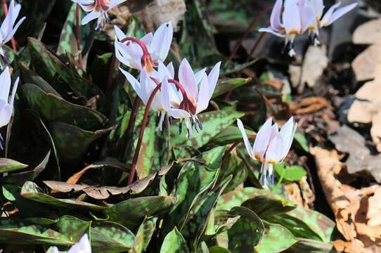 Image of Fawn lily