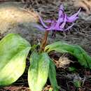 Image of Erythronium japonicum Decne.