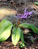 Image of Fawn lily