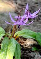 Image of Fawn lily