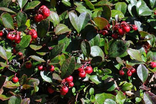 Gaultheria humifusa (R. Grah.) Rydb. resmi