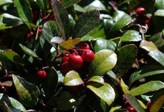 Gaultheria humifusa (R. Grah.) Rydb. resmi