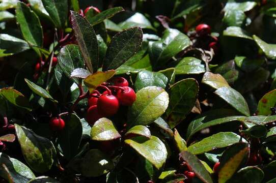 Gaultheria humifusa (R. Grah.) Rydb. resmi