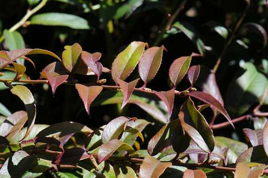 Leucothoe resmi