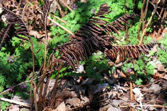 Image of sensitive fern