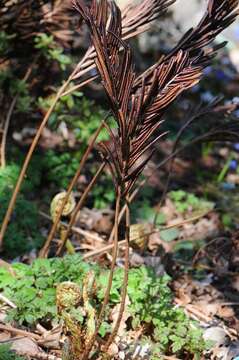 Image of sensitive fern