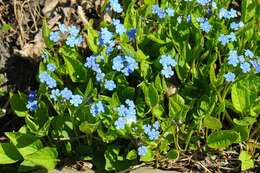 Image of navelwort