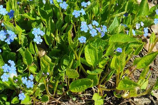 Omphalodes resmi